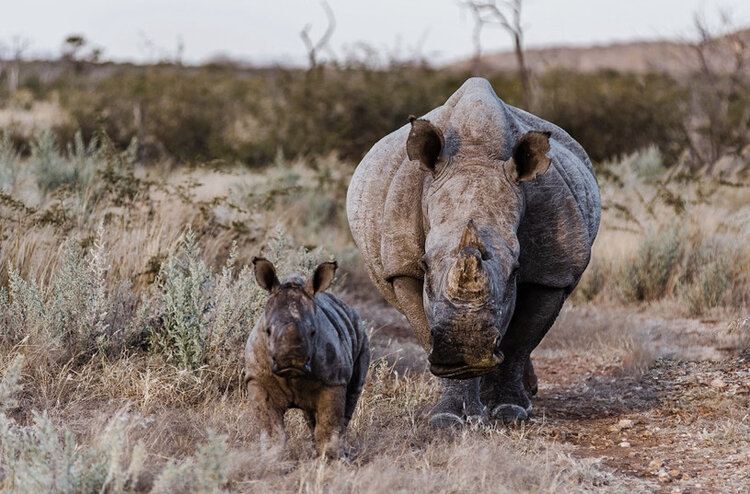 rhino mother with calf