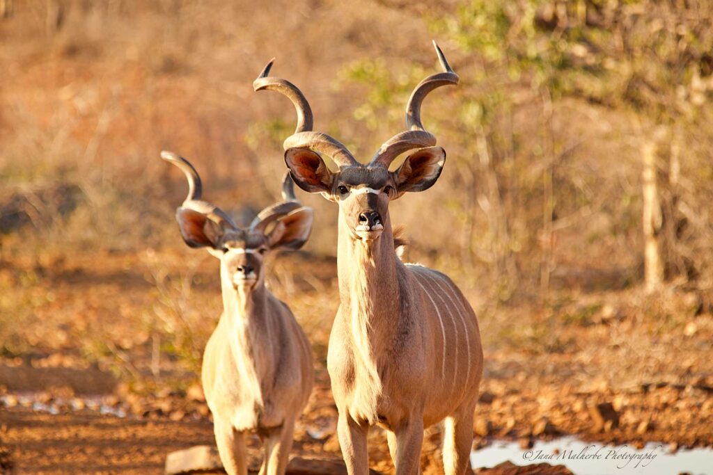 two kudu bulls